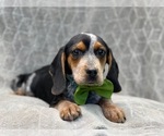 Small Photo #1 Beagle Puppy For Sale in LAKELAND, FL, USA
