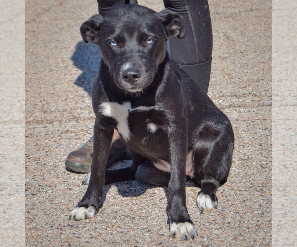 Medium Photo #3 Border Collie-Siberian Husky Mix Puppy For Sale in Huntley, IL, USA