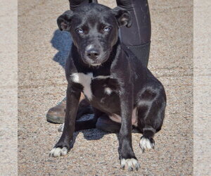 Amy Leigh - Female Border Collie-Siberian Husky Mix Dog for Adoption - Photo #3
