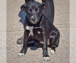 Small Photo #3 Border Collie-Siberian Husky Mix Puppy For Sale in Huntley, IL, USA