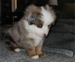 Small Photo #2 Miniature Australian Shepherd Puppy For Sale in IBERIA, MO, USA