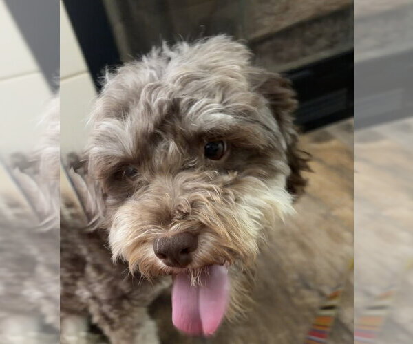 Medium Photo #2 Mutt Puppy For Sale in San Diego, CA, USA