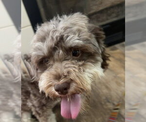 Choco - Male Mutt Dog for Adoption - Photo #2