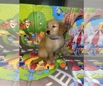 Small #3 Golden Retriever