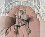 Small Photo #24 Weimaraner Puppy For Sale in LEWISBURG, KY, USA