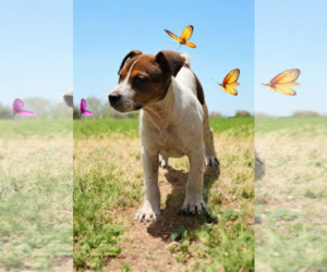 Basenji-Rat Terrier Mix Dogs for adoption in McKinney, TX, USA