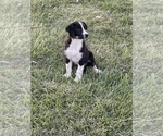 Small Photo #6 Texas Heeler Puppy For Sale in CENTRALIA, IL, USA
