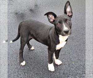 Labrador Retriever-Unknown Mix Dogs for adoption in New Oxford , PA, USA