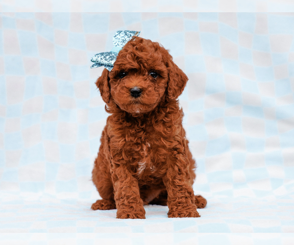 Medium Photo #5 Cavapoo-Poodle (Toy) Mix Puppy For Sale in LIBERTY, KY, USA