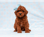 Small #4 Cavapoo-Poodle (Toy) Mix