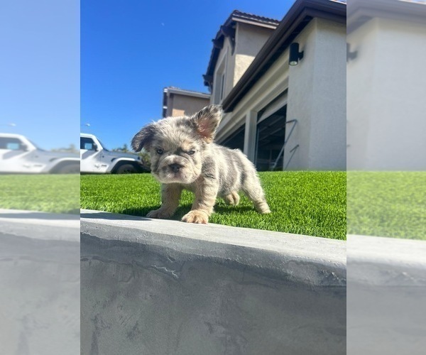 Medium Photo #5 French Bulldog Puppy For Sale in FOLSOM, CA, USA