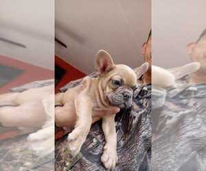 French Bulldog Dog for Adoption in BROWNSVILLE, Texas USA