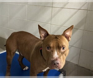 American Staffordshire Terrier-Unknown Mix Dogs for adoption in Fort Lauderdale, FL, USA