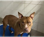 CISCO - Male American Staffordshire Terrier-Unknown Mix Dog for Adoption - Small photo