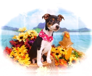 Jack-Rat Terrier Puppy for sale in HAMMOND, IN, USA