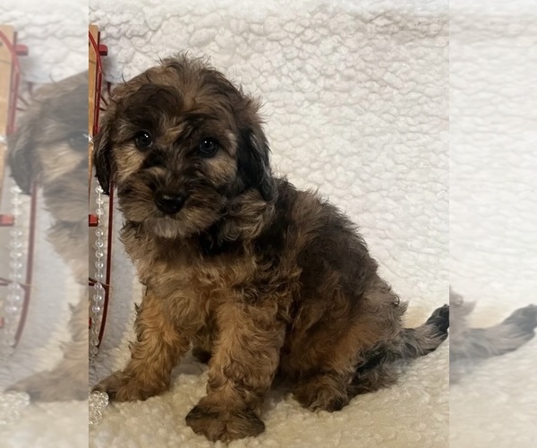 Medium Photo #11 Whoodle (Miniature) Puppy For Sale in RICHMOND, IL, USA