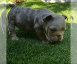 Small Photo #17 Bulldog Puppy For Sale in STOCKBRIDGE, GA, USA
