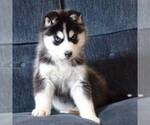 Small Photo #9 Siberian Husky Puppy For Sale in DANVILLE, PA, USA