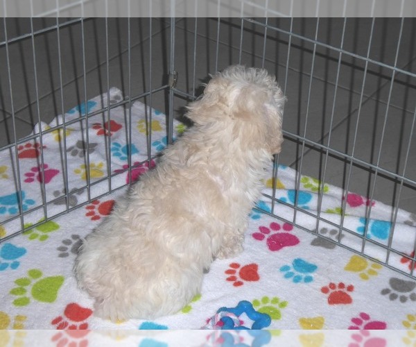 Medium Photo #11 Havanese-Poodle (Toy) Mix Puppy For Sale in ORO VALLEY, AZ, USA