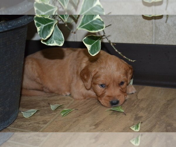 Medium Photo #45 Golden Retriever Puppy For Sale in GREENWOOD, WI, USA