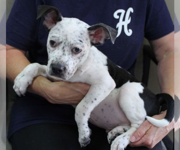 Medium Photo #2 Dalmatian-Unknown Mix Puppy For Sale in Prattville, AL, USA