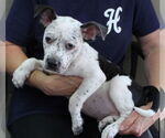 Small #1 Dalmatian Mix