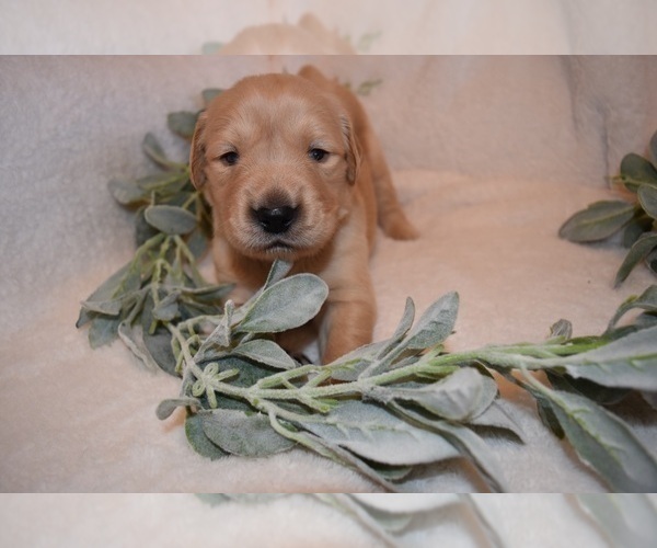 Medium Photo #36 Golden Retriever Puppy For Sale in RICHMOND, TX, USA