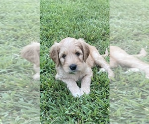 Goldendoodle Puppy for sale in NEWTON, NC, USA