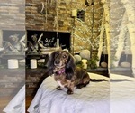 Small Photo #1 Dachshund Puppy For Sale in JOHNSTOWN, PA, USA