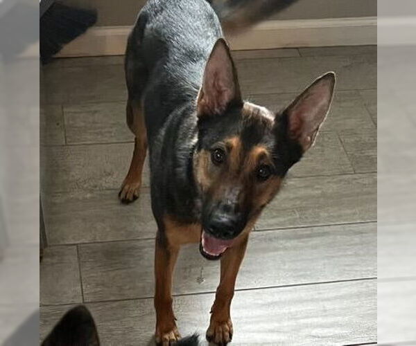 Medium Photo #3 German Shepherd Dog Puppy For Sale in Hayward, CA, USA