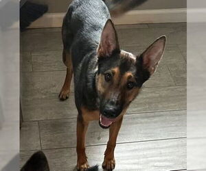 Crackers - Female German Shepherd Dog Dog for Adoption - Photo #3