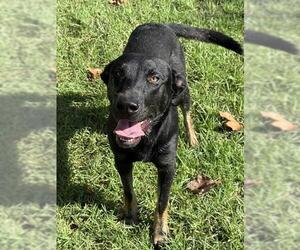 JACK - Male German Shepherd Dog Dog for Adoption - Photo #2