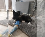 Puppy Ace Akita