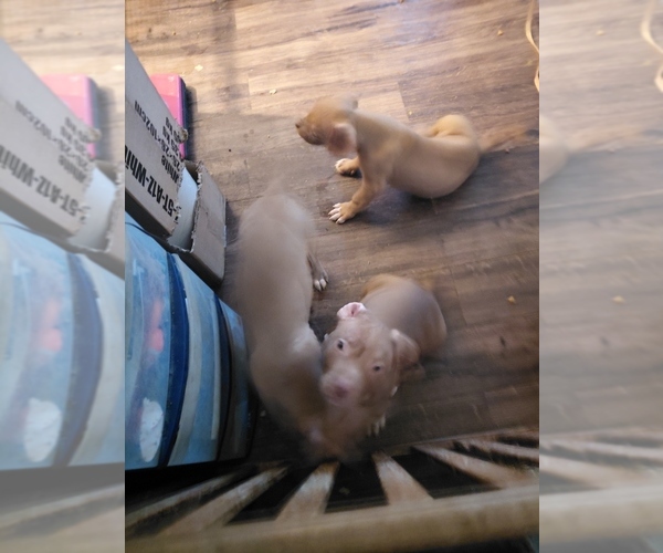 Medium Photo #1 American Pit Bull Terrier Puppy For Sale in FAYETTEVILLE, OH, USA