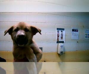 German Shepherd Dog Dogs for adoption in Tulsa, OK, USA