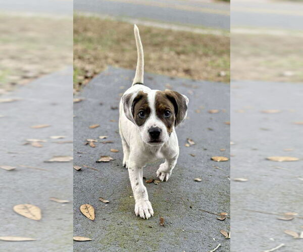 Medium Photo #2 Boxer-Unknown Mix Puppy For Sale in Tampa, FL, USA