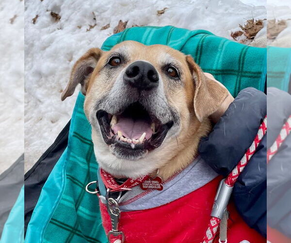 Medium Photo #3 Labrador Retriever-Unknown Mix Puppy For Sale in Canton, CT, USA