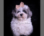 Small Photo #37 Maltipoo (Miniature) Puppy For Sale in WARSAW, IN, USA