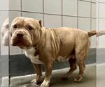 Small Bulldog