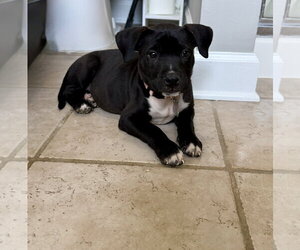 Snickers  Candy Litter (Trixie mom) - Female American Staffordshire Terrier-Unknown Mix Dog for Adoption - Photo #5