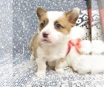 Small Photo #2 Pembroke Welsh Corgi Puppy For Sale in NORWOOD, MO, USA