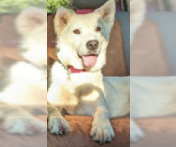 Medium Photo #7 Siberian Husky-Unknown Mix Puppy For Sale in Holly Springs, NC, USA