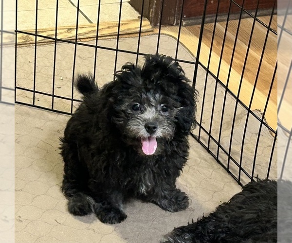 Medium Photo #1 ShihPoo Puppy For Sale in GLOUCESTER, VA, USA