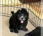 Small ShihPoo