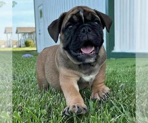 Bulldog Dogs for adoption in MARTINEZ, CA, USA