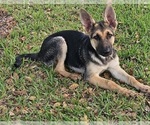 Litter of 2 - Female German Shepherd DogLitter of Puppies for Sale - Photo #10