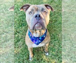 Mutt Dogs for adoption in Tulsa, OK, USA
