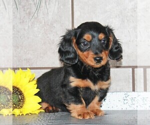 Dachshund Puppy for sale in ANDOVER, OH, USA