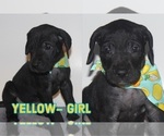 Small Photo #16 Great Dane Puppy For Sale in KALAMA, WA, USA