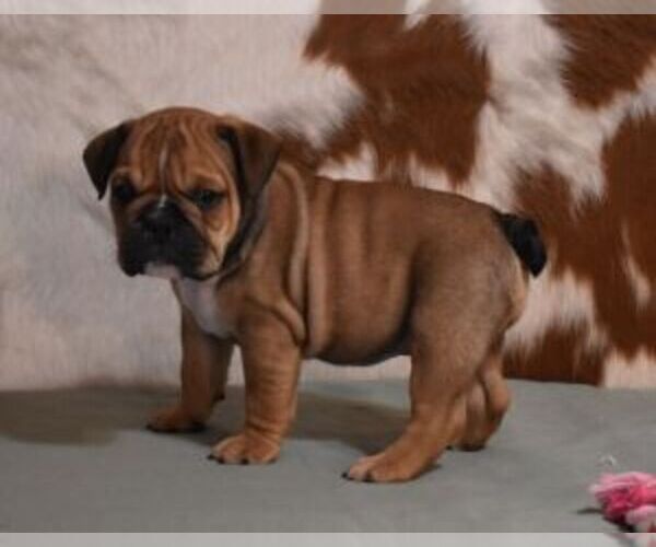 Medium Photo #6 English Bulldog Puppy For Sale in MARSHFIELD, MO, USA